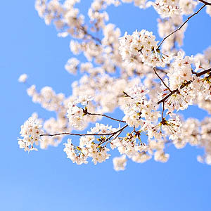 桜