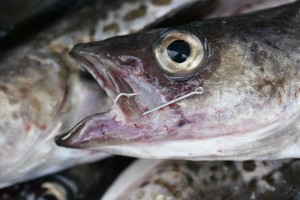 釣りすけとうだら