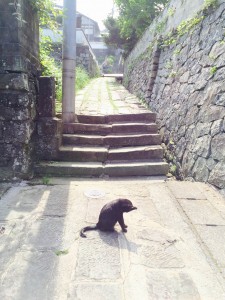 20150517ねこ