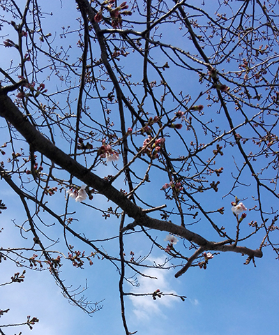 2016_桜2
