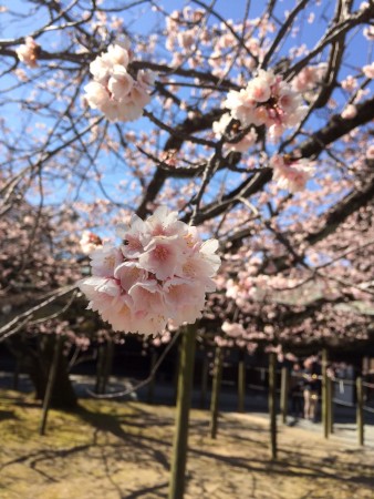 sakura